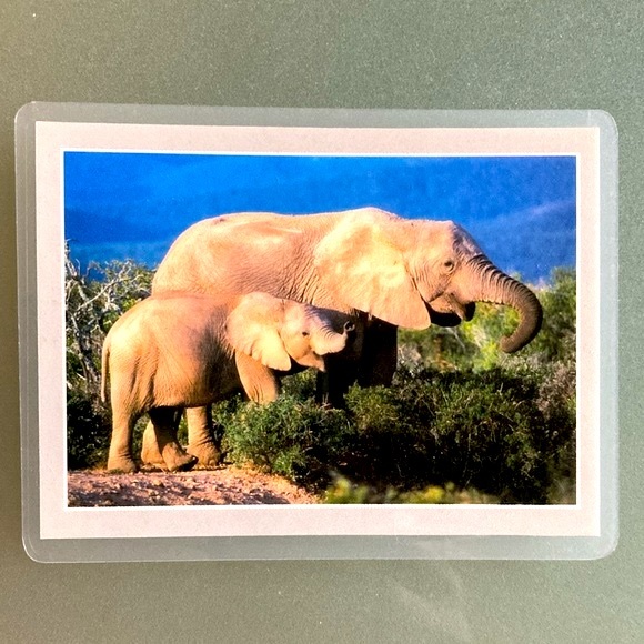 Vintage Safari Photo Magnets Set of 3 South Africa - Picture 2 of 6